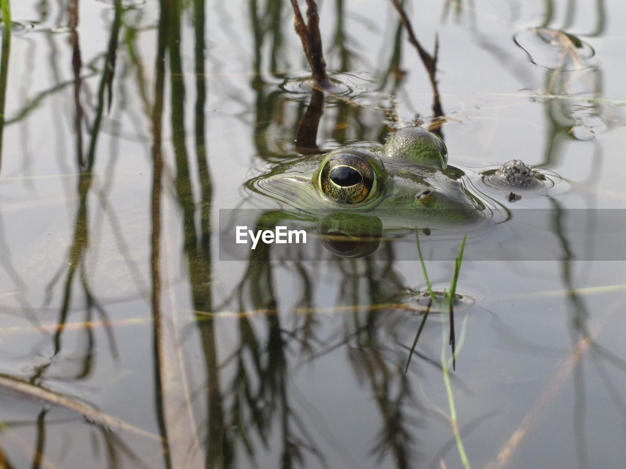 Close-up of frog eyes peeking out of reflective water