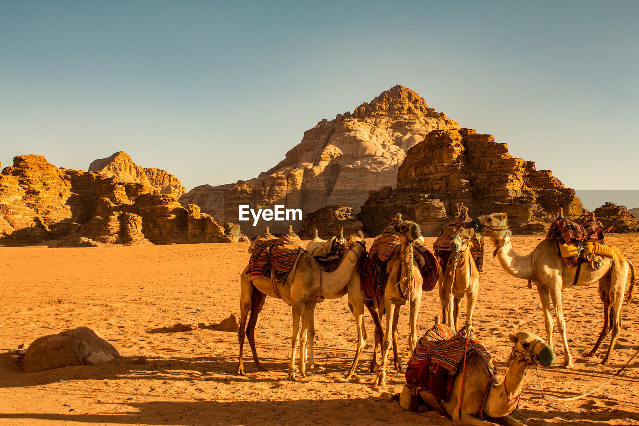 Camels in desert against clear sky