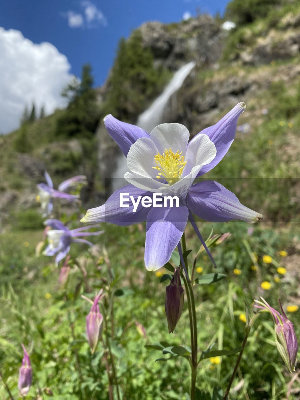 CLOSE-UP OF PURPLE FLOWERING PLANT ON LAND