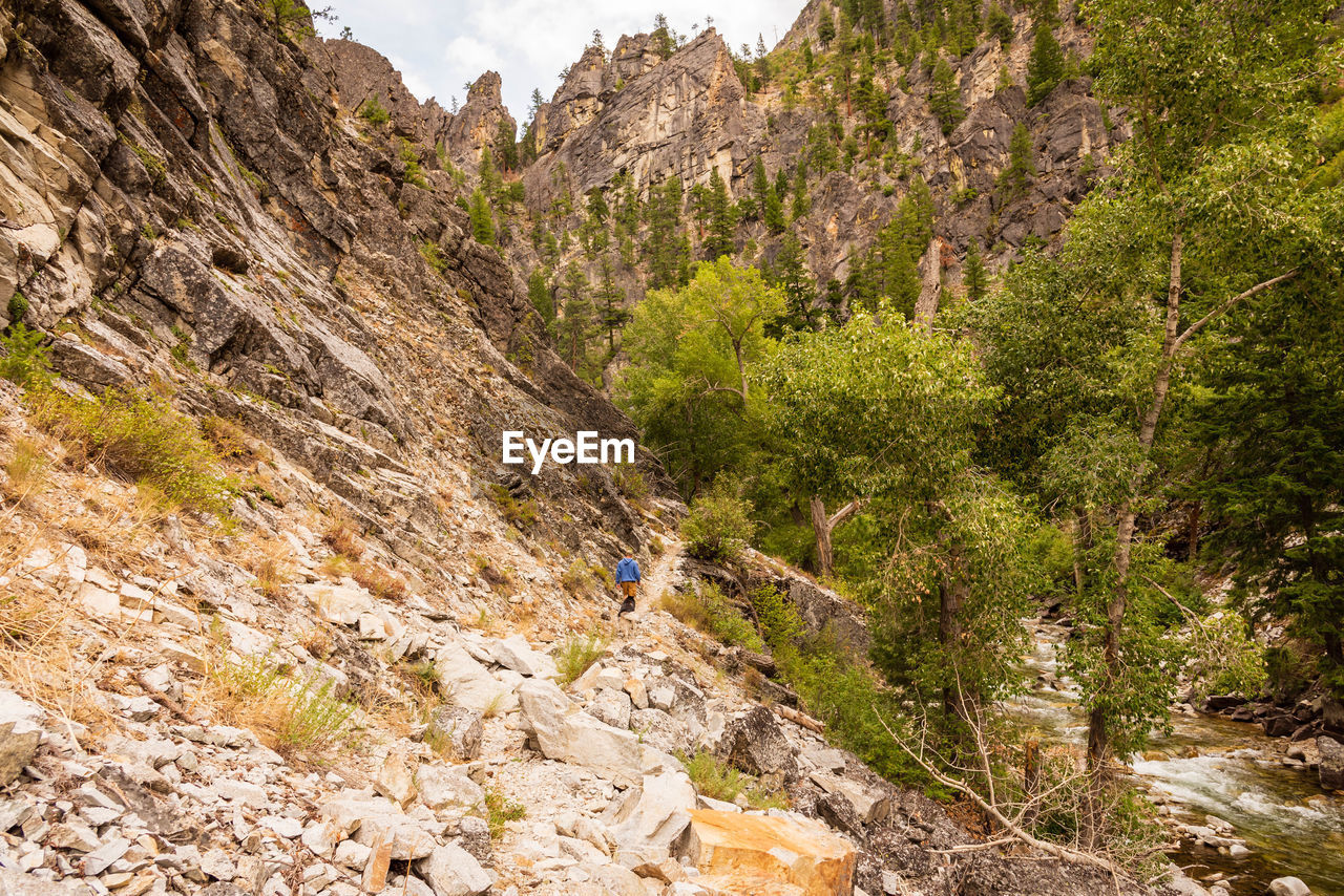 PLANTS GROWING ON ROCKS AGAINST MOUNTAIN