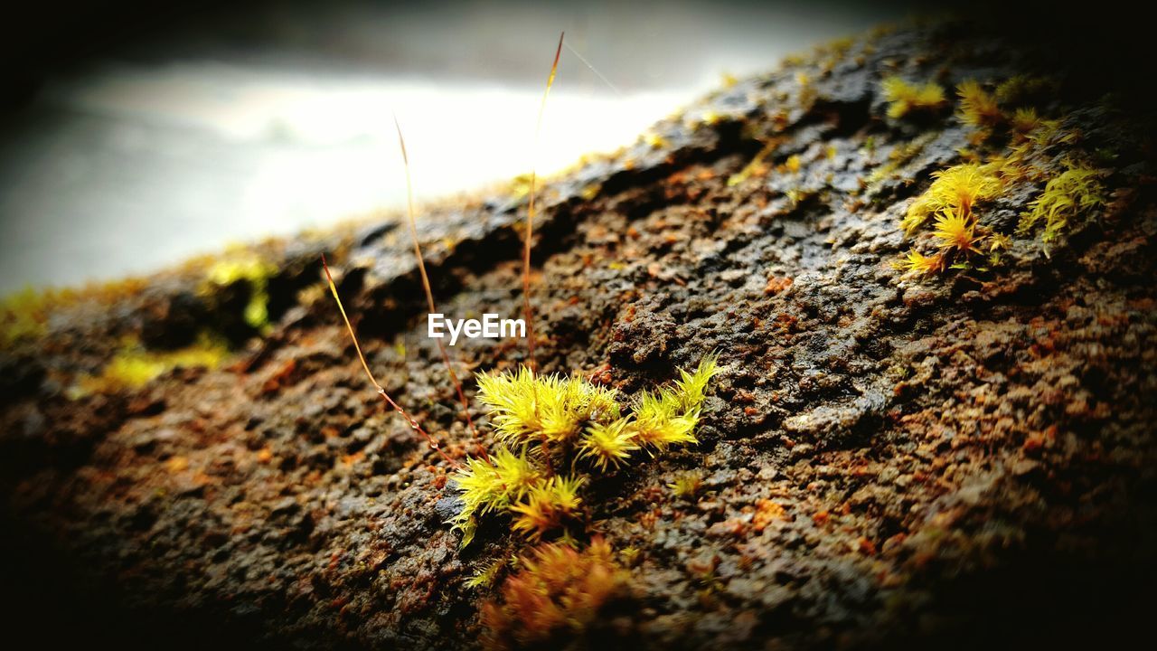 CLOSE-UP OF INSECT ON PLANT