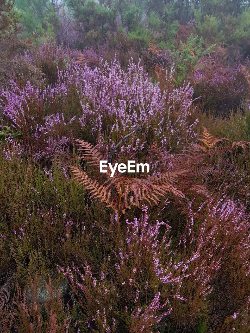 HIGH ANGLE VIEW OF PURPLE FLOWERING PLANT ON FIELD