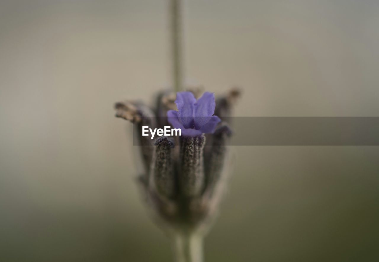 CLOSE-UP OF PURPLE FLOWERS BLOOMING