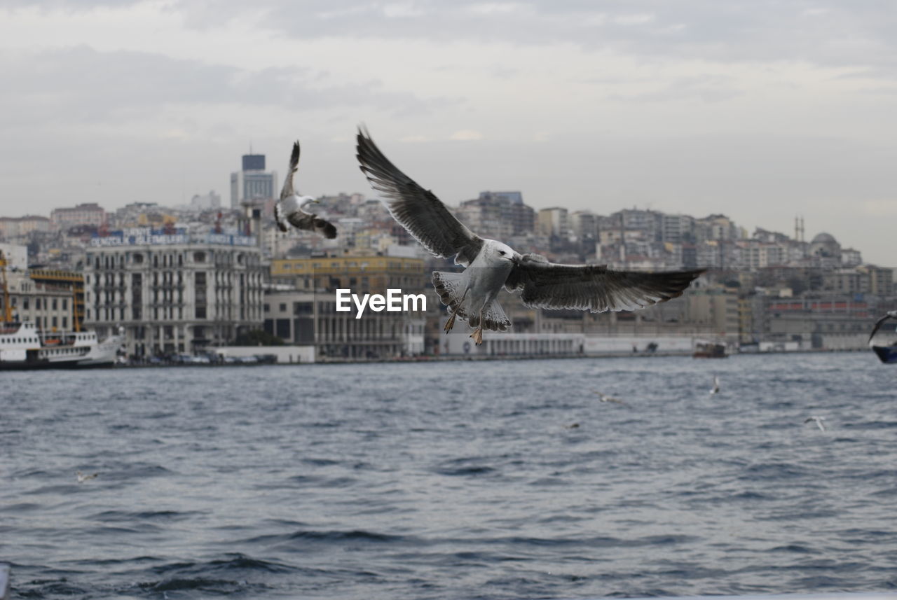 Seagull flying over sea with buildings in background