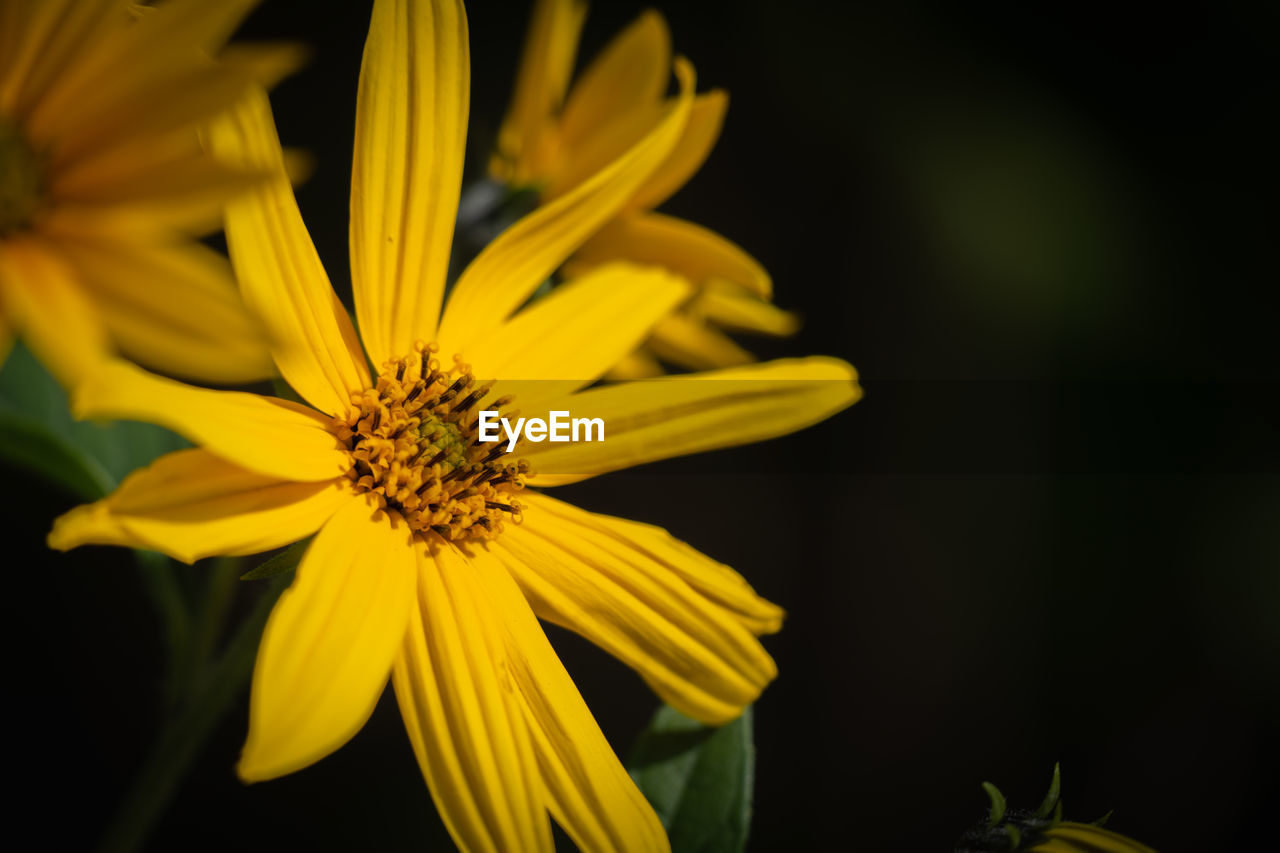 flower, flowering plant, yellow, freshness, plant, beauty in nature, flower head, fragility, close-up, petal, growth, macro photography, inflorescence, nature, plant stem, no people, black background, pollen, focus on foreground, botany, green, sunlight, outdoors, selective focus, vibrant color, blossom, springtime