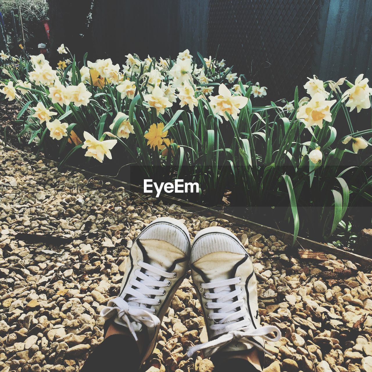 Low section of man wearing canvas shoe with white daffodil flowers in park