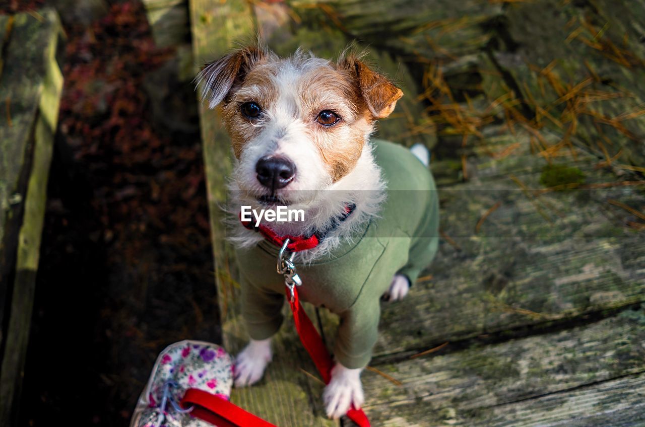 Close-up of dog wearing clothes while sitting outdoors