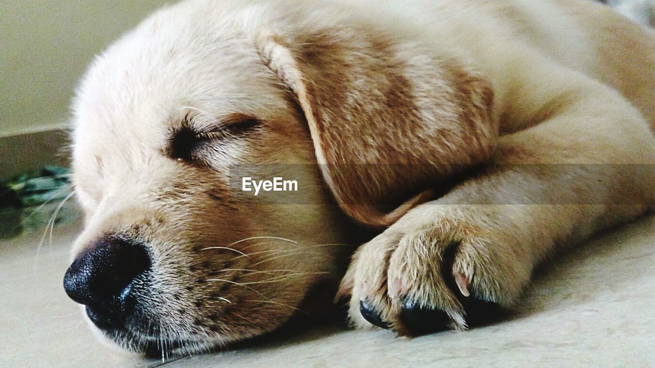 Close-up of a dog sleeping