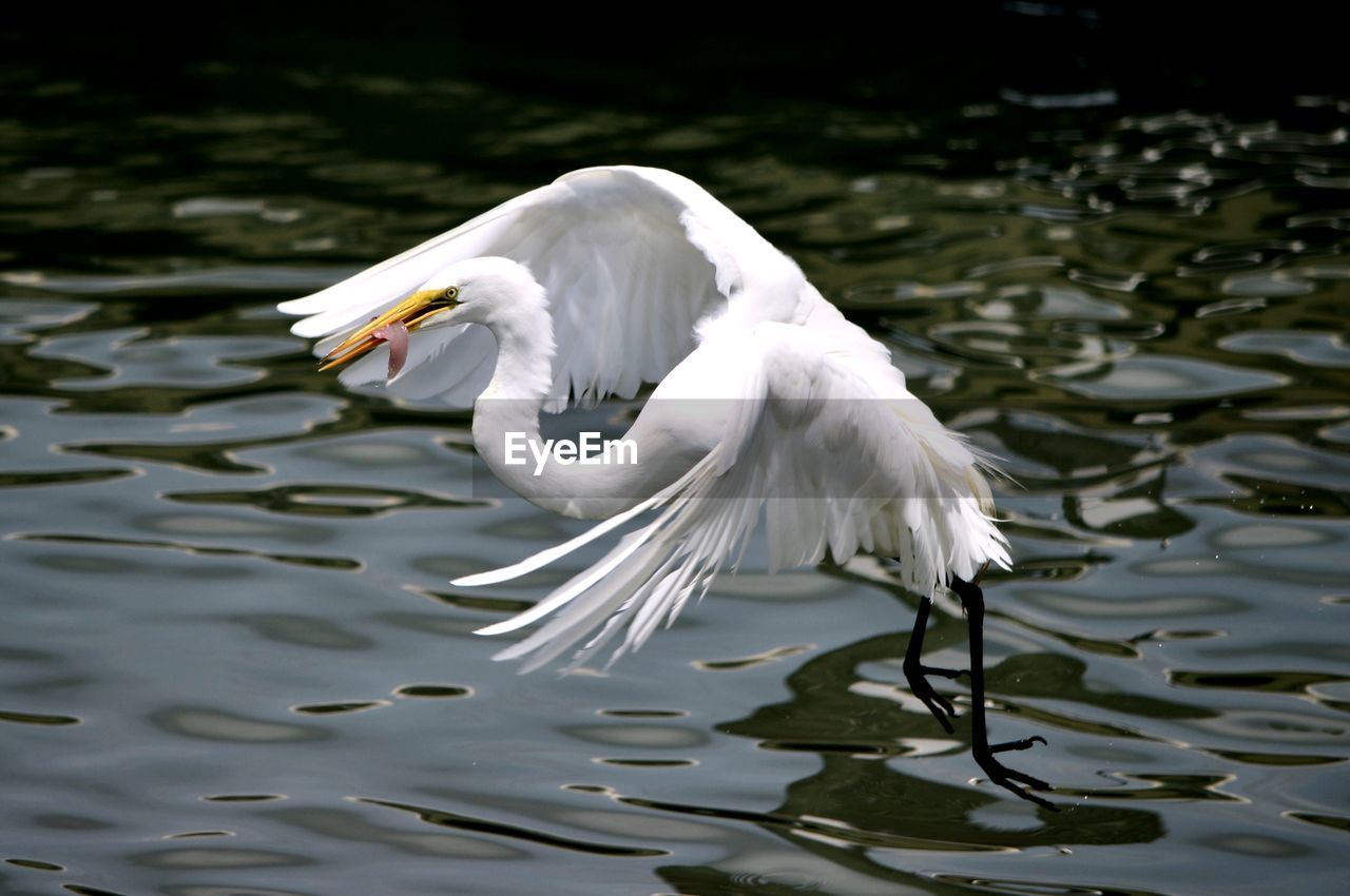 Great egret hovers above the water