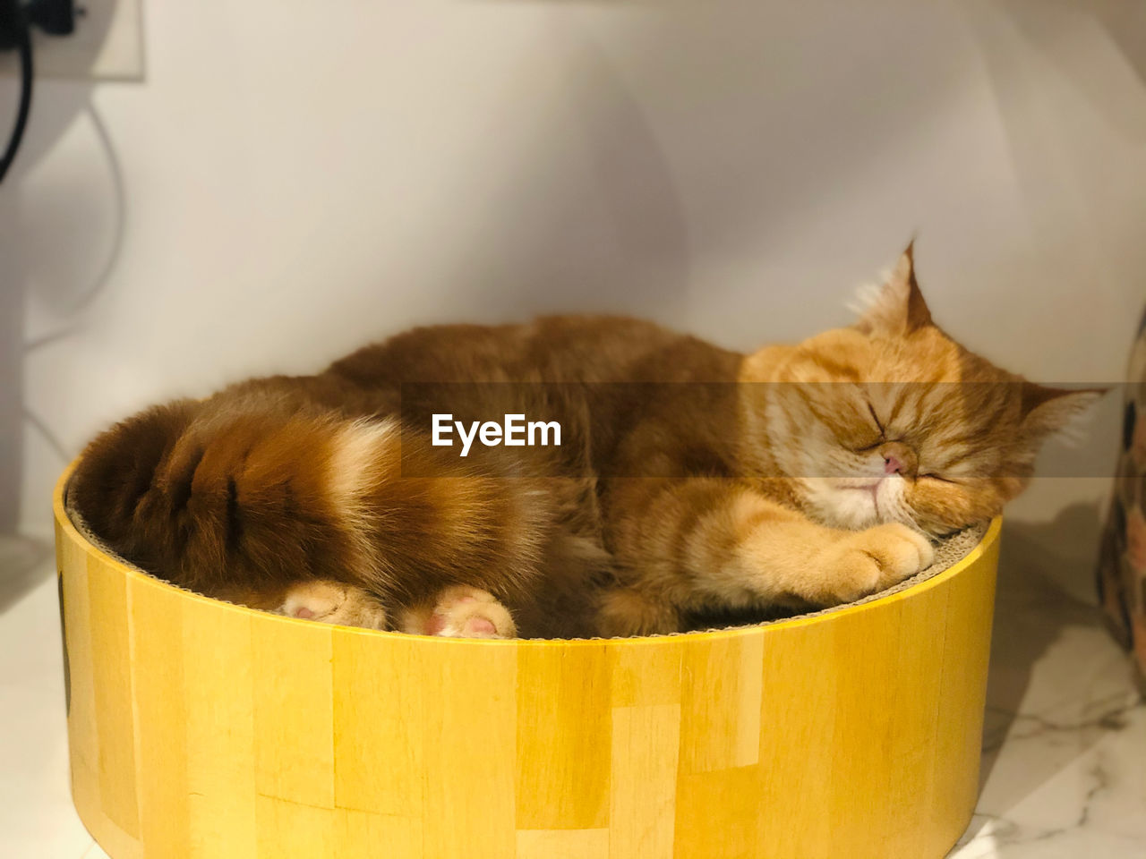 Close-up of cat sleeping