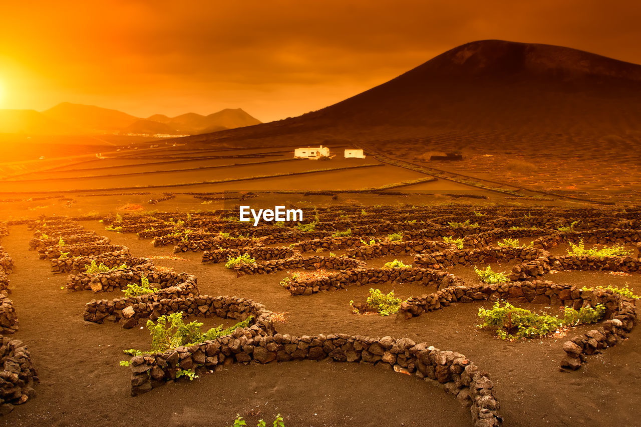 Vineyard in lanzarote. also called geria