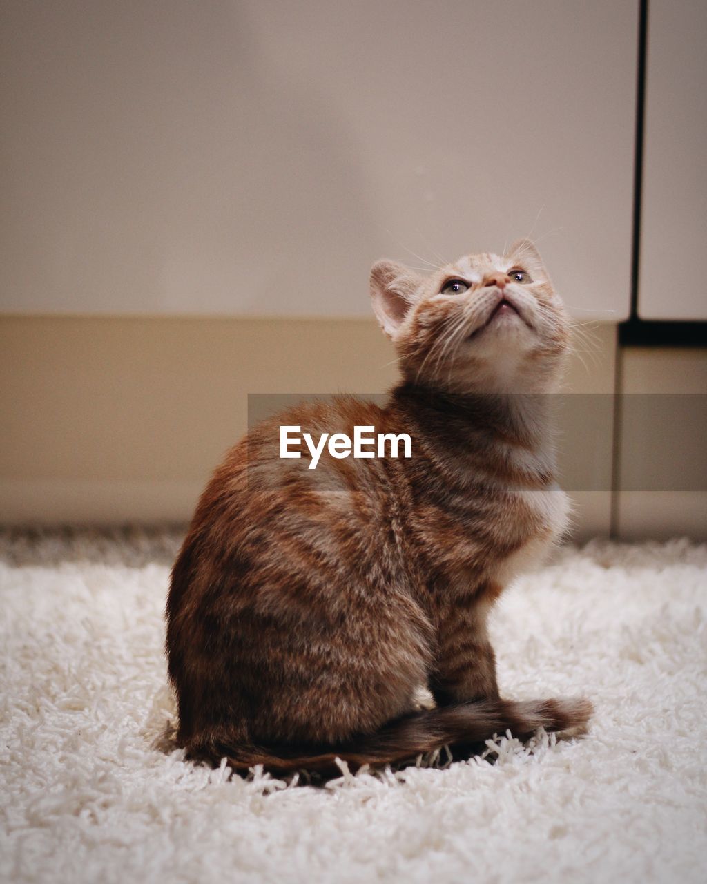 Domestic cat sitting on the floor