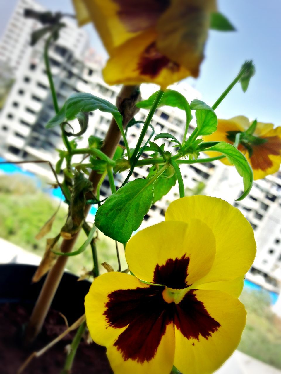 CLOSE-UP OF YELLOW FLOWERS