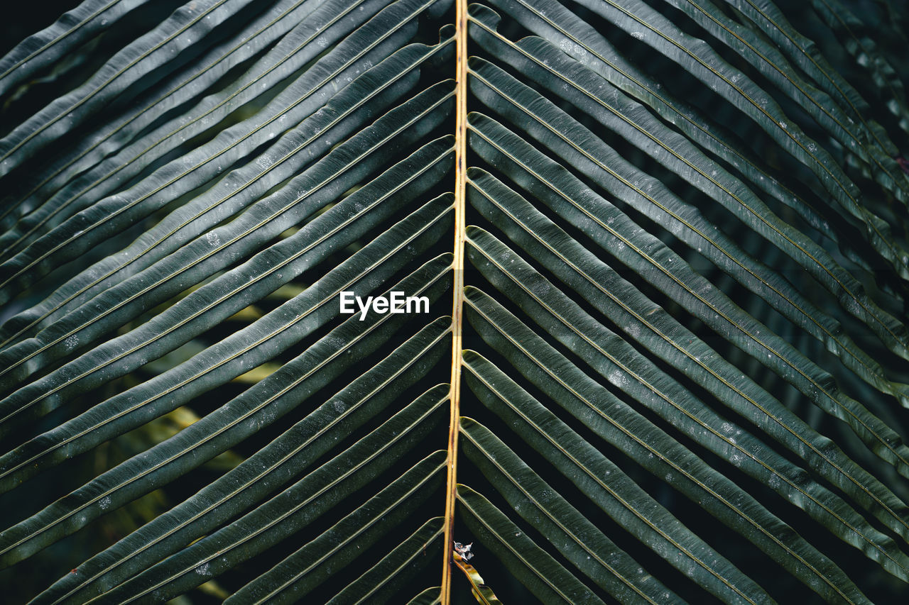 Full frame shot of palm leaf