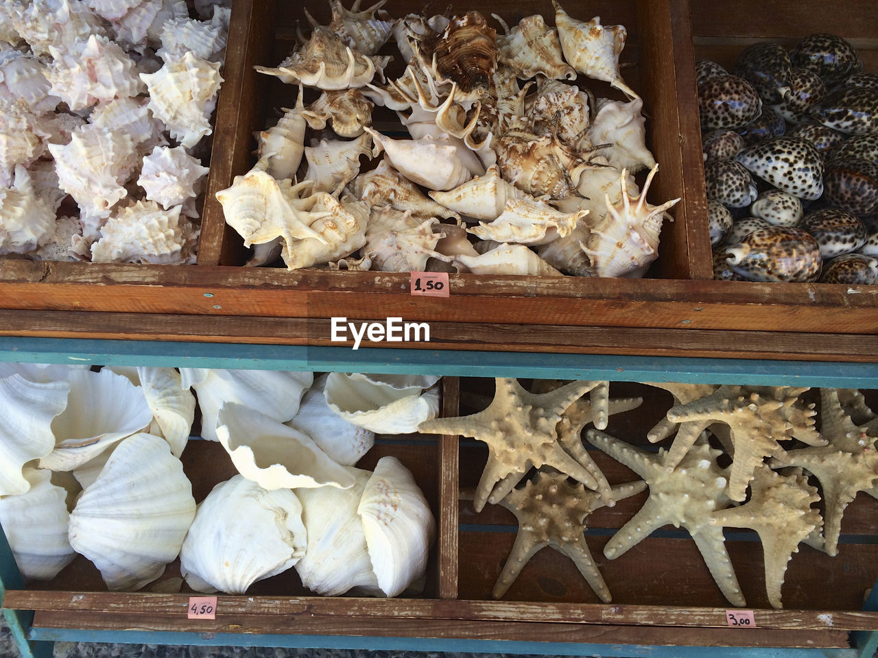 Sea shells displayed in market for sale