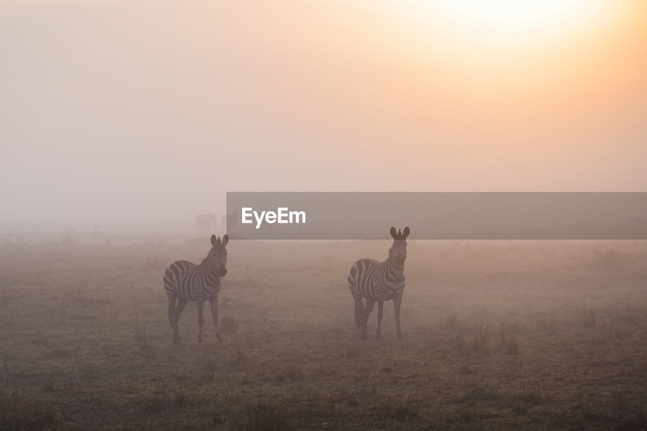 Zebras walk the foggy grasslands of the maasai mara national reserve, kenya