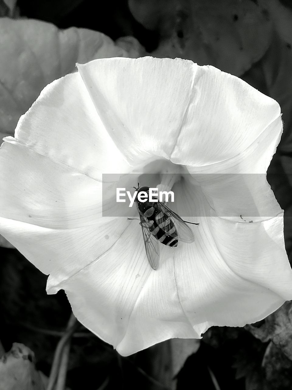 Close-up of flower