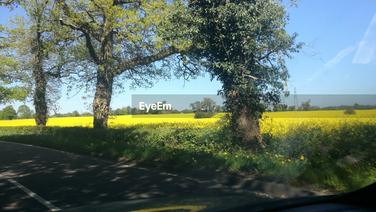 YELLOW FLOWERS GROWING ON FIELD SEEN THROUGH WINDSHIELD