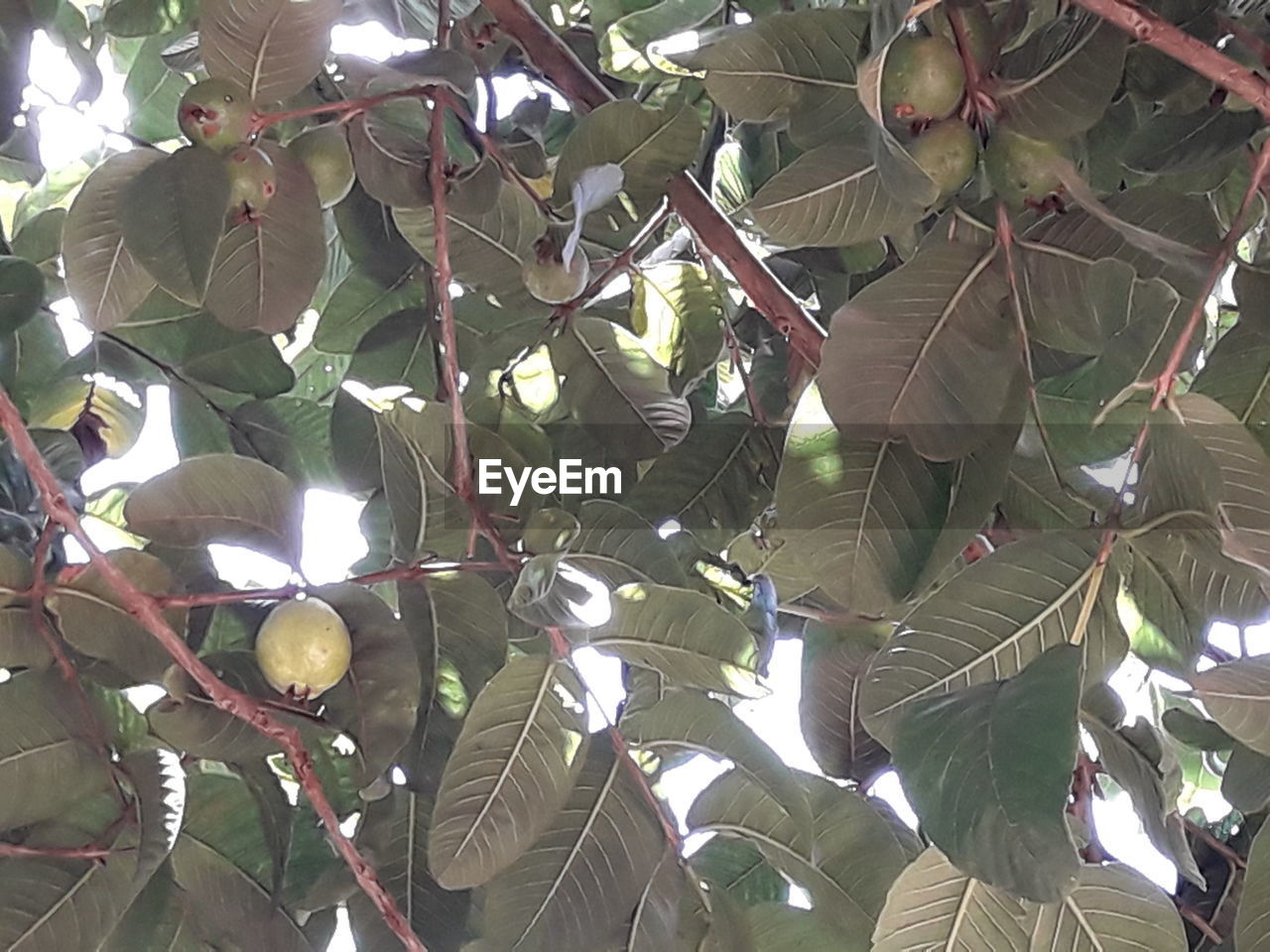 LOW ANGLE VIEW OF FRUITS HANGING FROM TREE