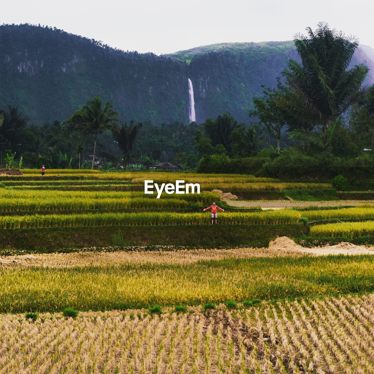 Scenic view of agricultural field