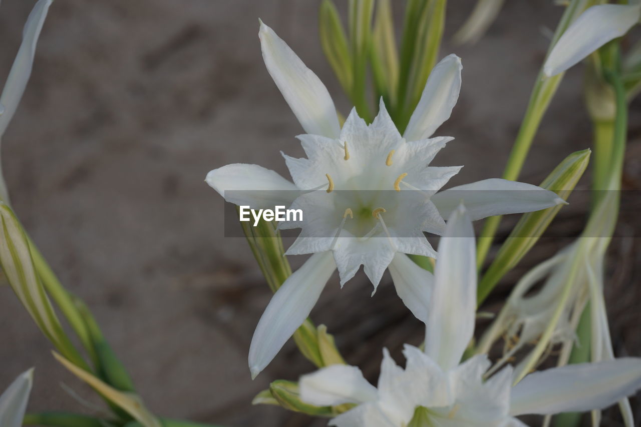 HIGH ANGLE VIEW OF WHITE FLOWERING PLANTS