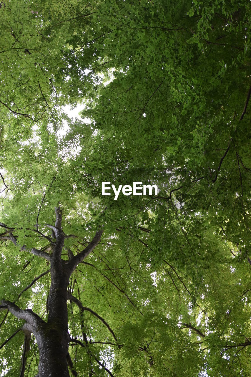 LOW ANGLE VIEW OF TREES