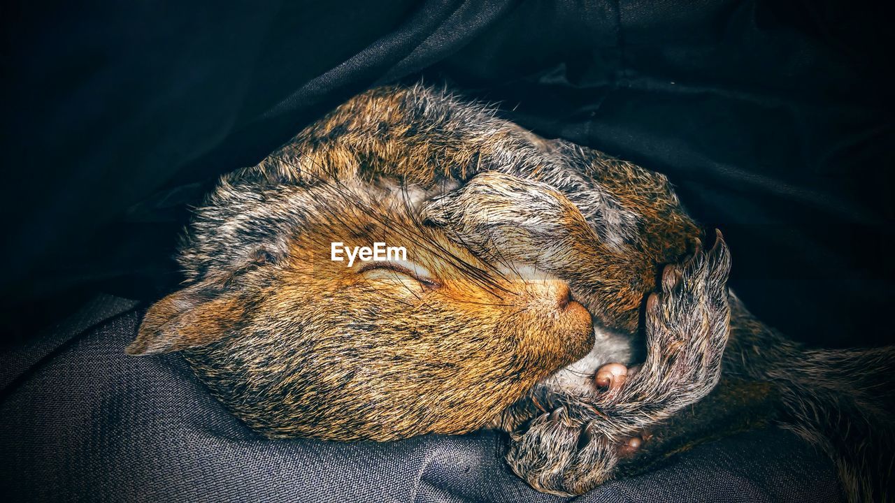 Close-up of squirrel lying on fabric