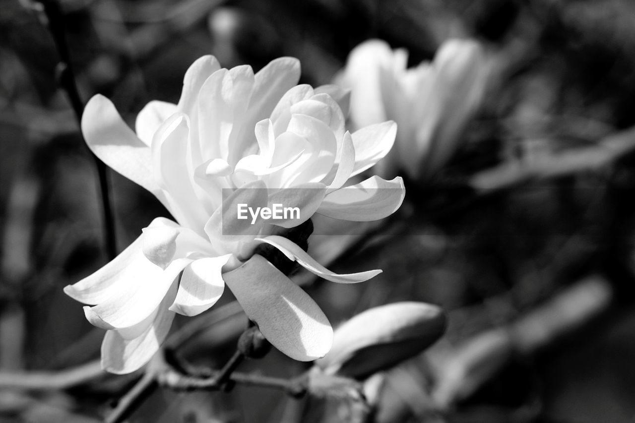 Close-up of white flowers blooming outdoors