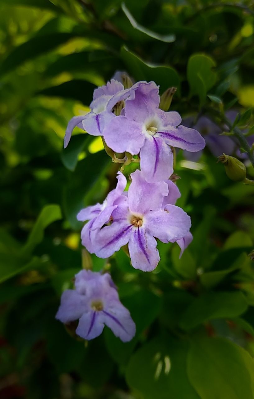 CLOSE-UP OF PURPLE FLOWERS AND LEAVES