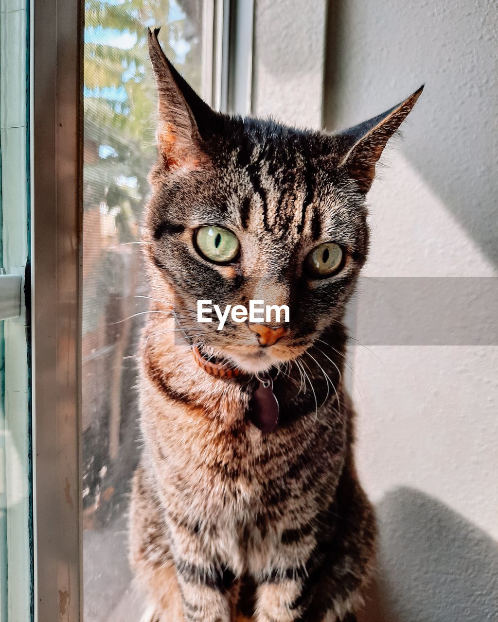 Close-up portrait of a cat