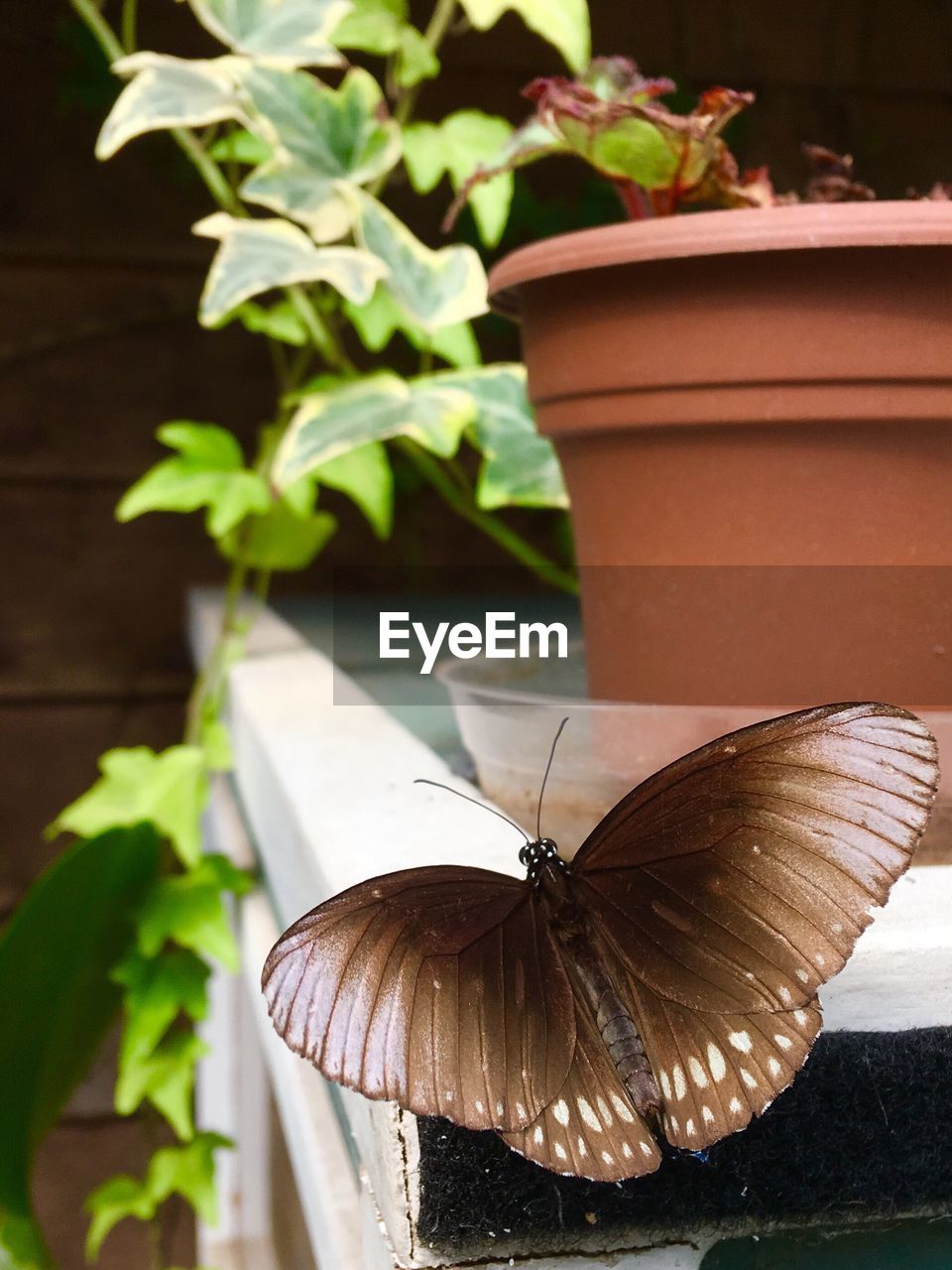 Close-up of butterfly on plant