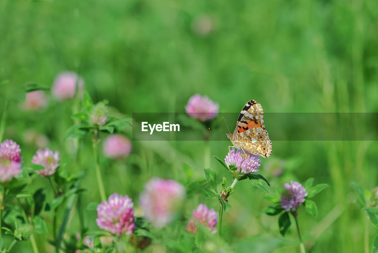 Close-up of butterfly on flower