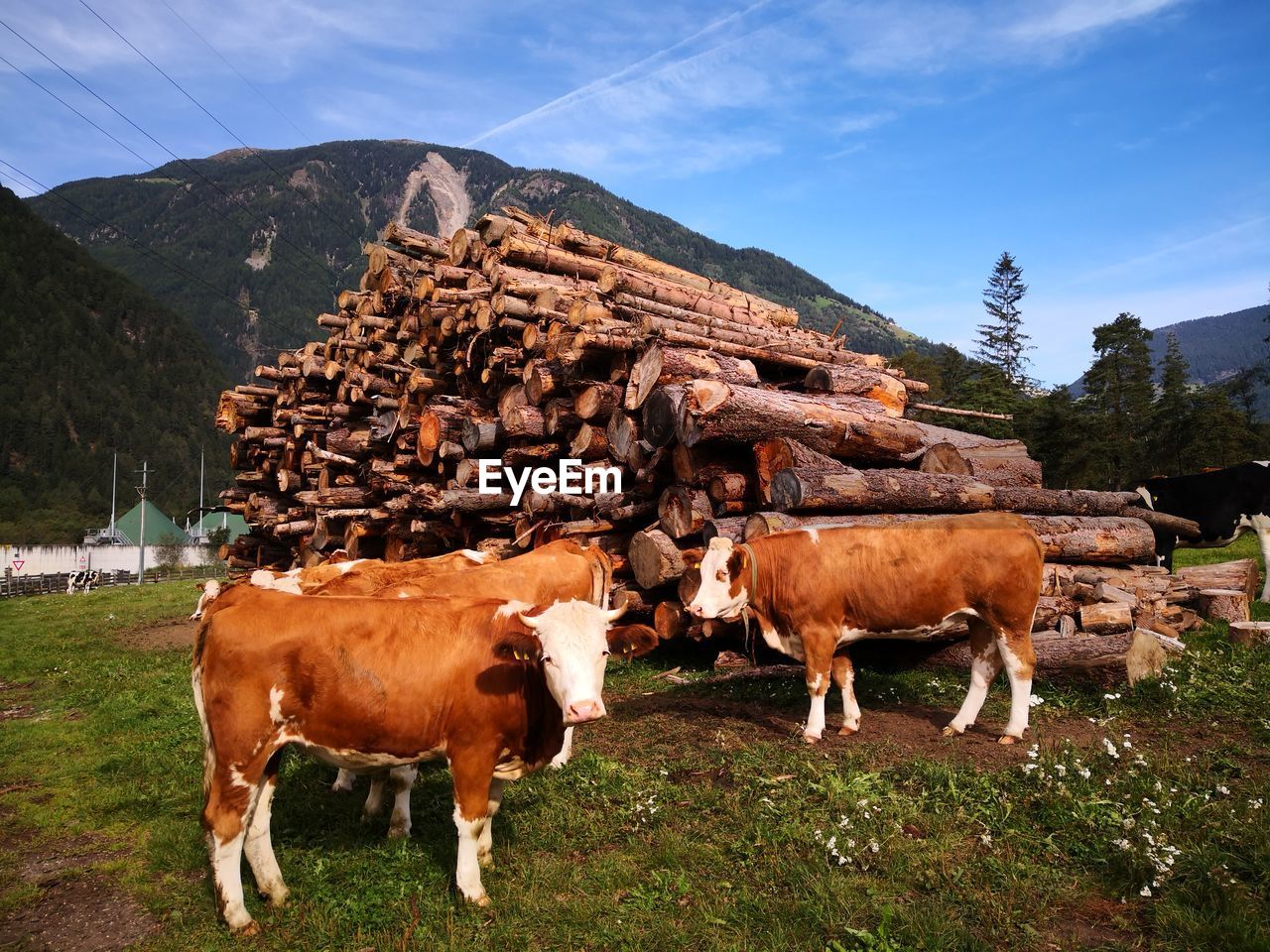 Cows in tyrol