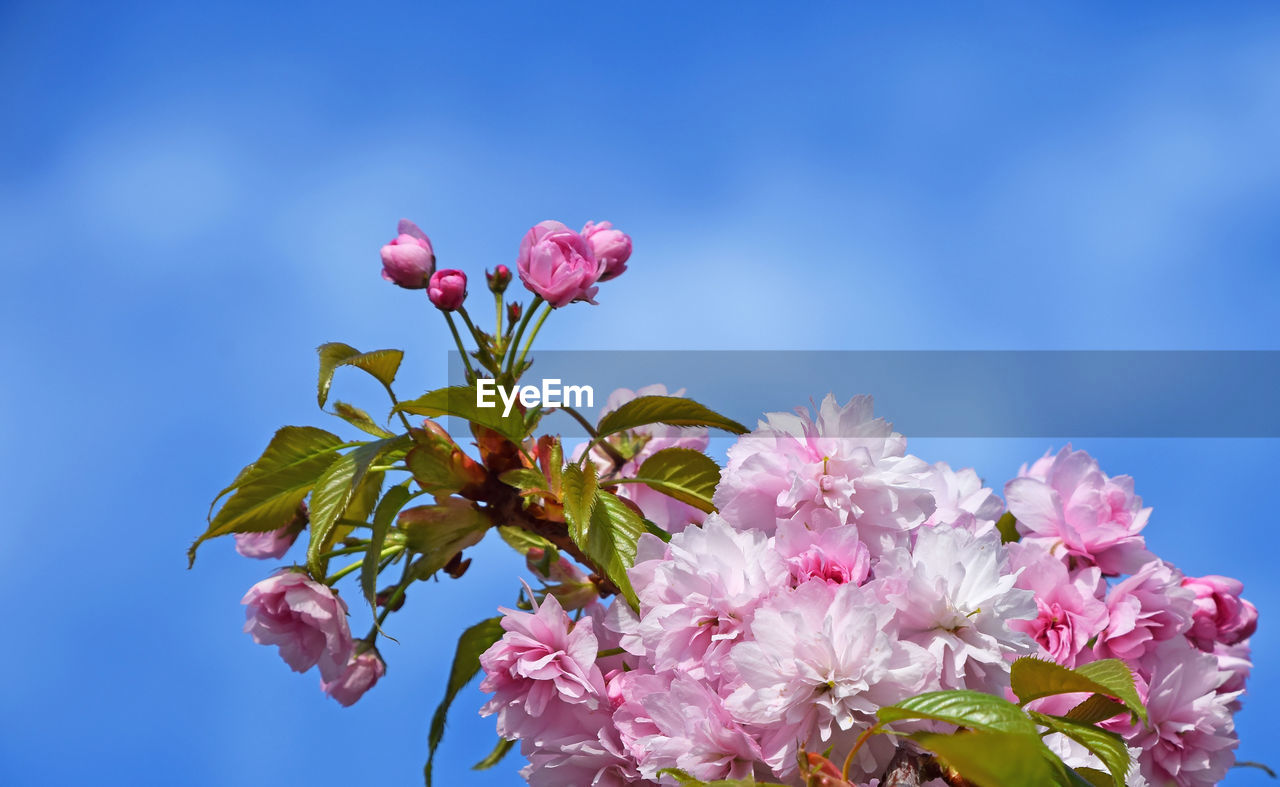 Low angle view of pink flowers blooming against blue sky