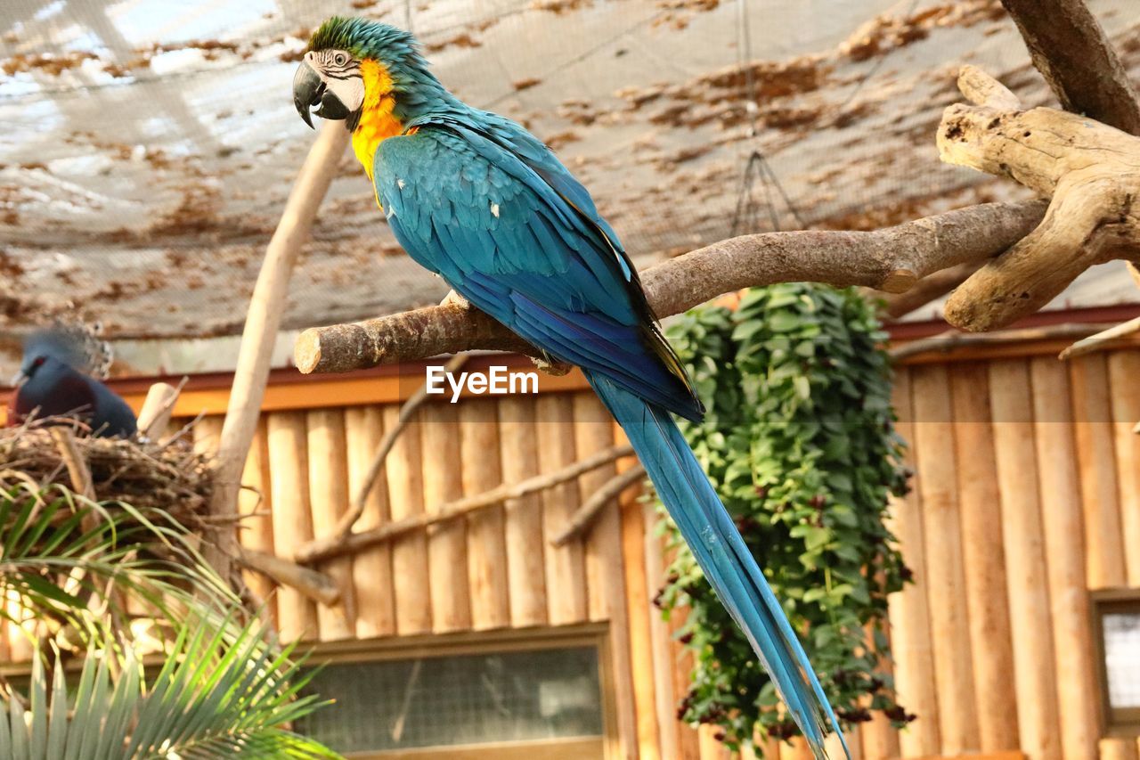 BIRD PERCHING ON WOOD