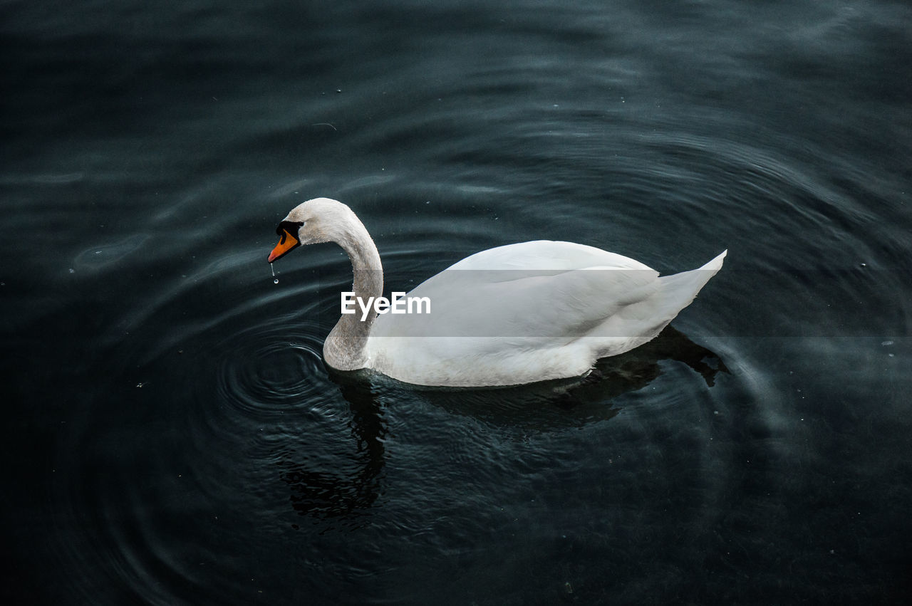 HIGH ANGLE VIEW OF SWAN FLOATING IN LAKE