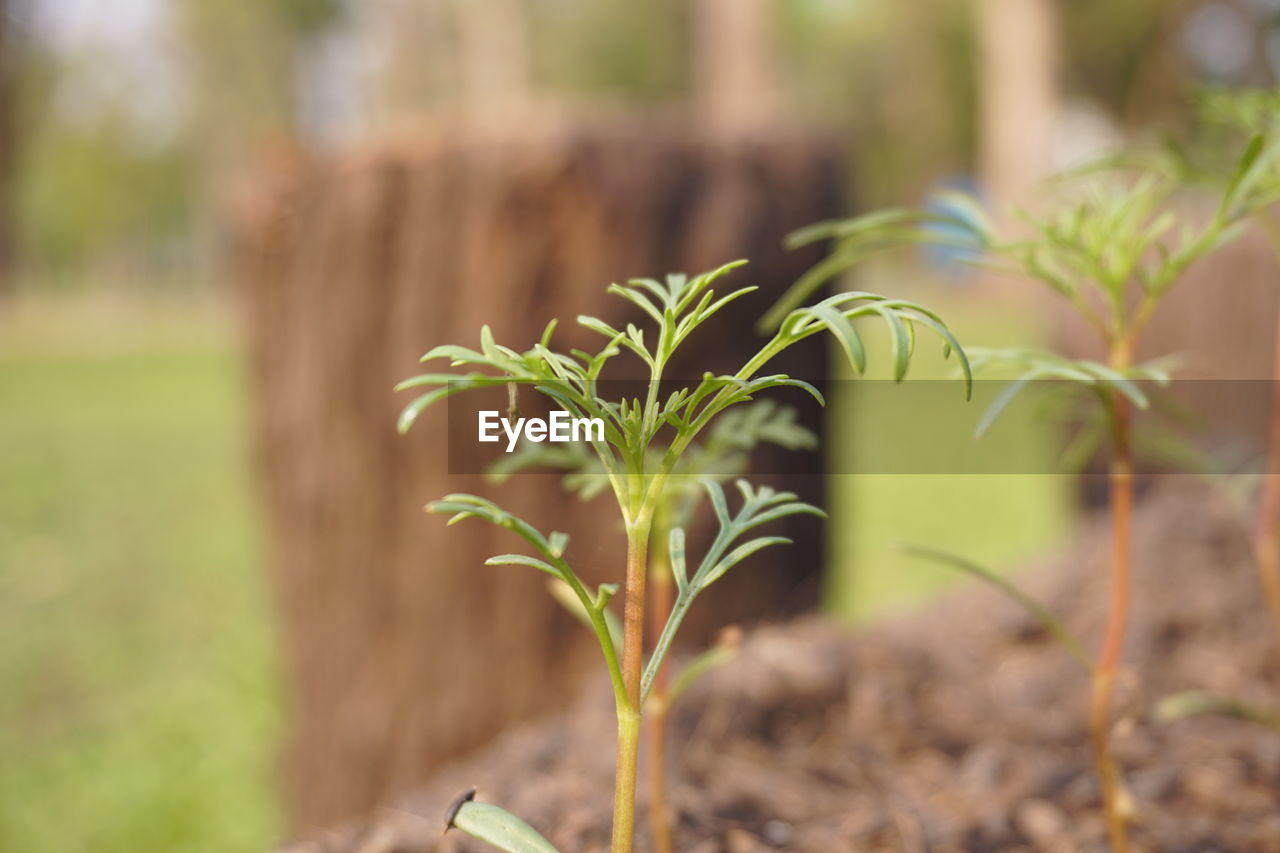 Close-up of plant growing on field