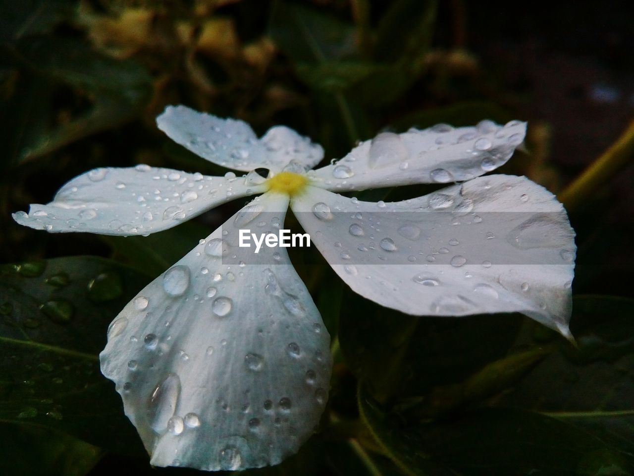 Close-up of water drops on leaves