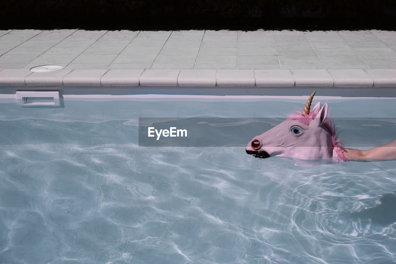 Cropped hand holding artificial horse head in swimming pool