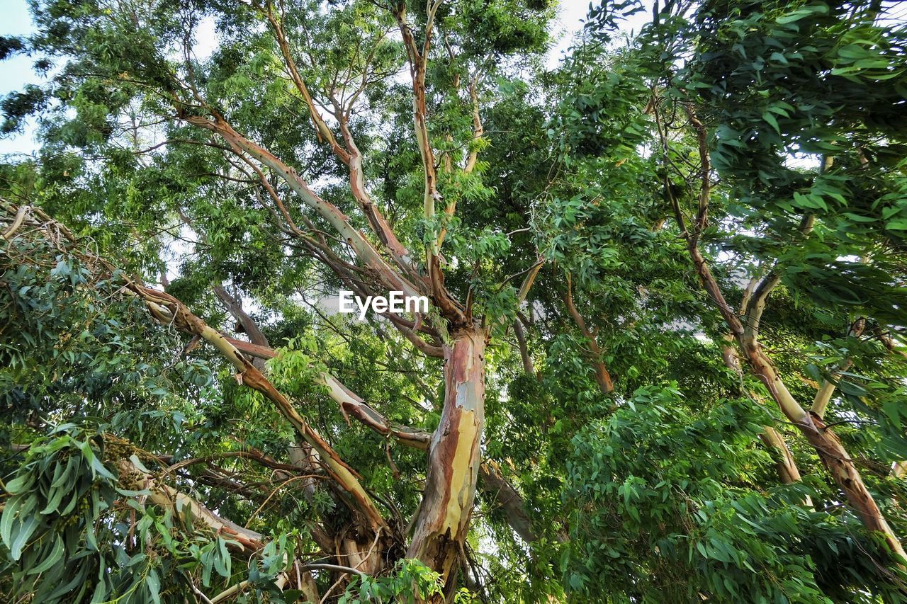 LOW ANGLE VIEW OF TREE IN FOREST