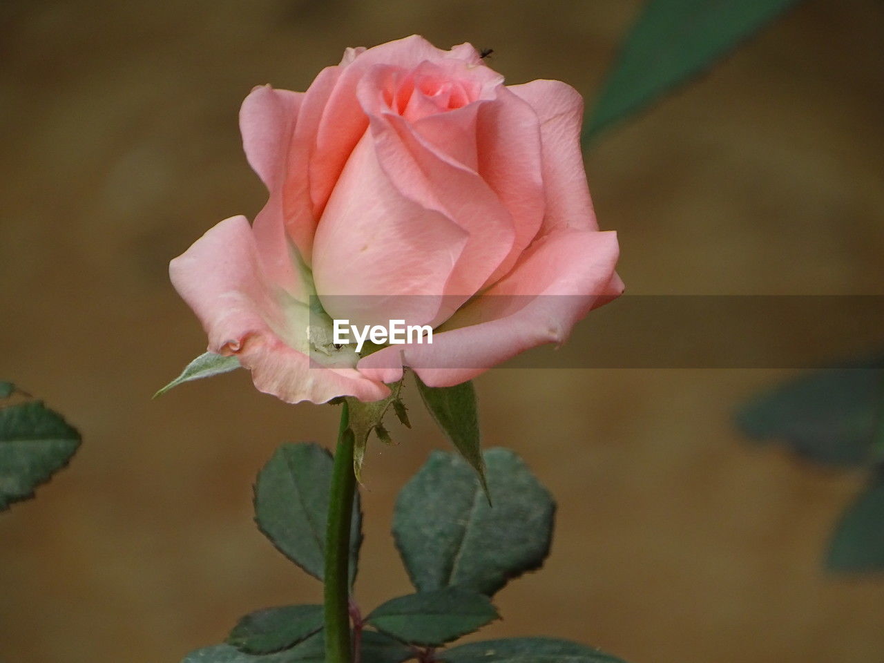 flower, flowering plant, plant, beauty in nature, rose, petal, freshness, pink, close-up, flower head, fragility, inflorescence, garden roses, nature, leaf, plant part, macro photography, no people, growth, focus on foreground, rose - flower, outdoors, plant stem, botany, springtime, blossom, bud