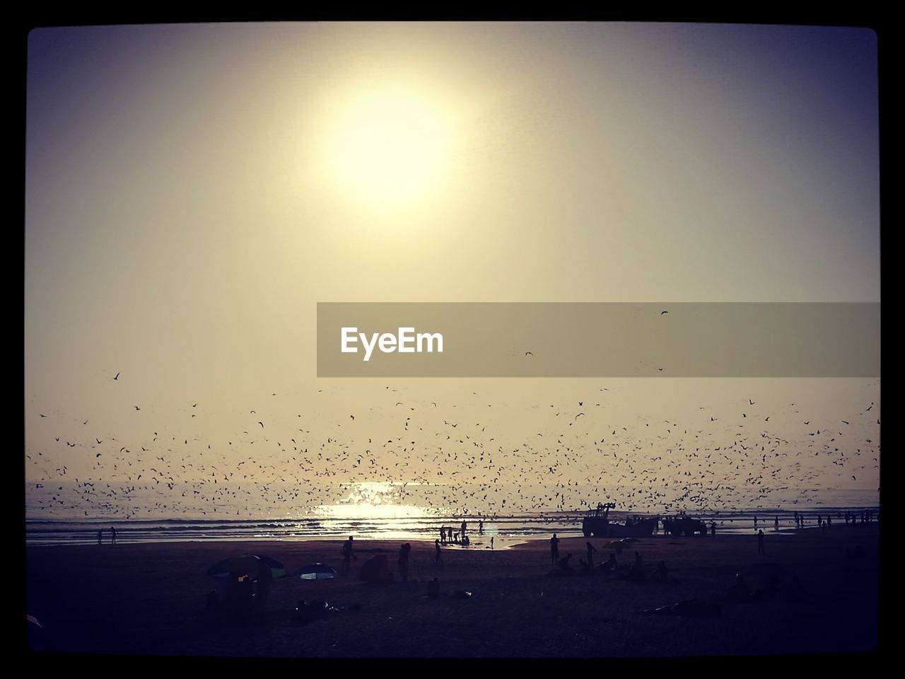 BIRDS FLYING OVER SEA AGAINST CLEAR SKY DURING SUNSET