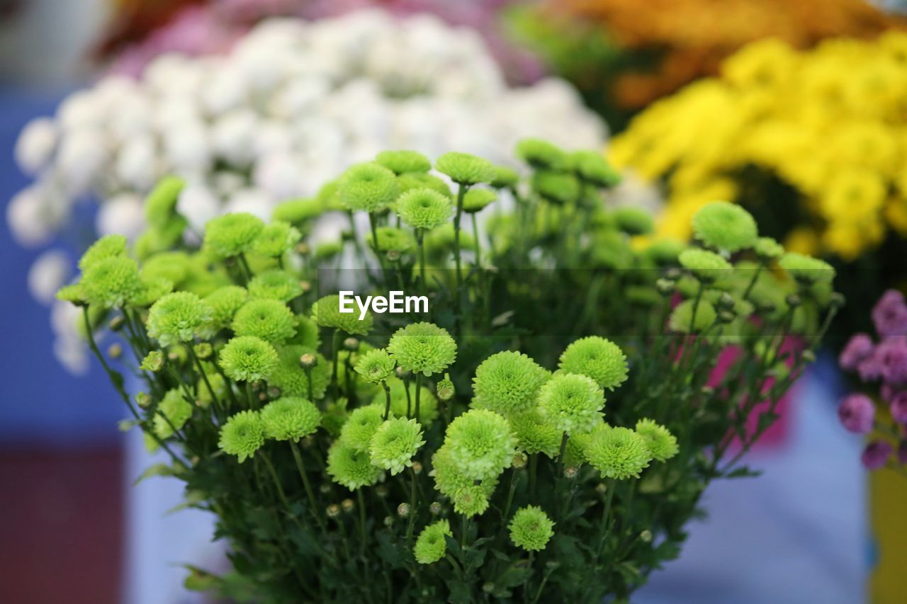 CLOSE-UP OF GREEN CHILI PEPPERS