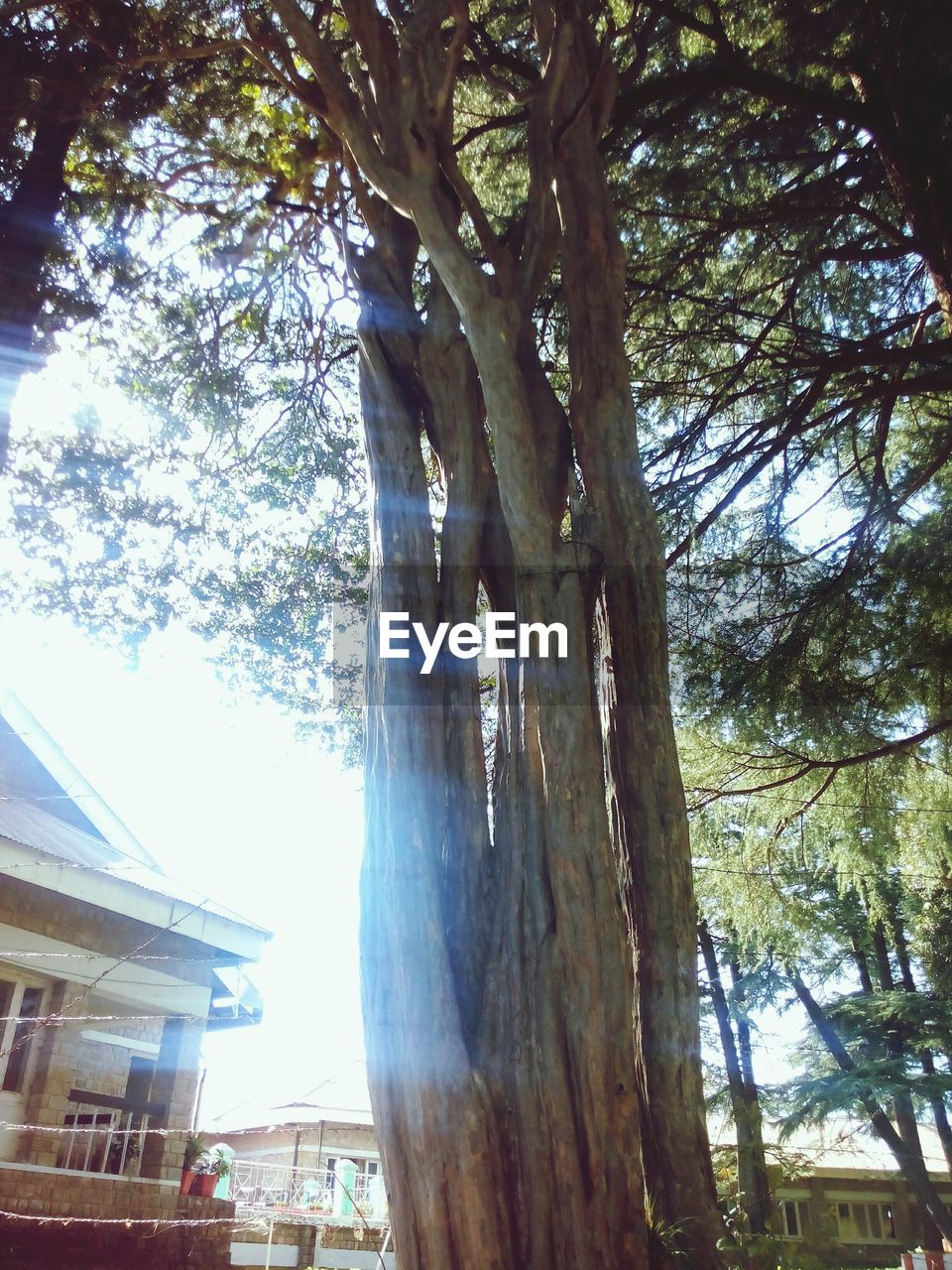 LOW ANGLE VIEW OF TREES