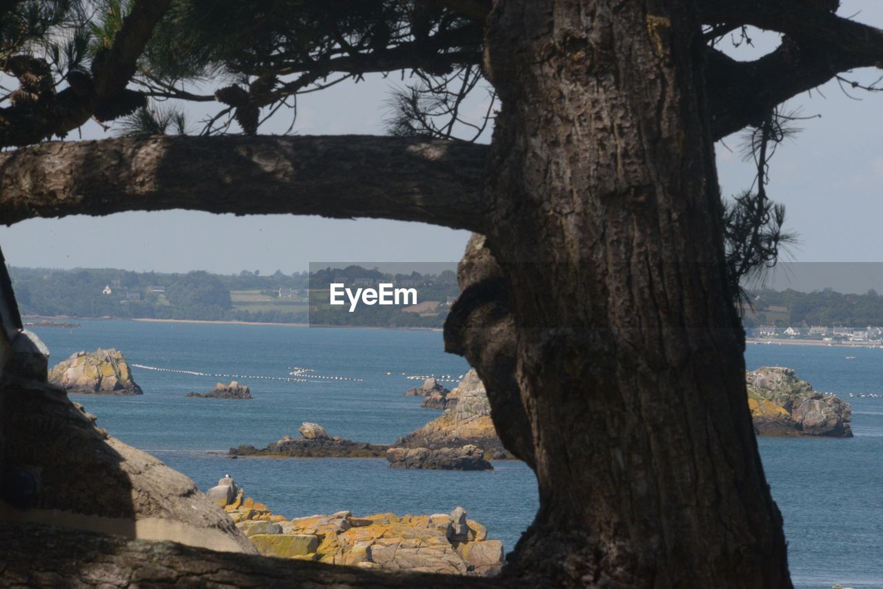 SCENIC VIEW OF SEA AND TREE