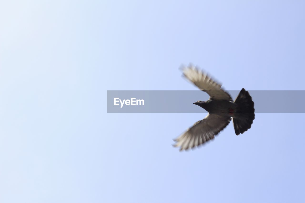 LOW ANGLE VIEW OF BIRDS FLYING OVER WHITE BACKGROUND