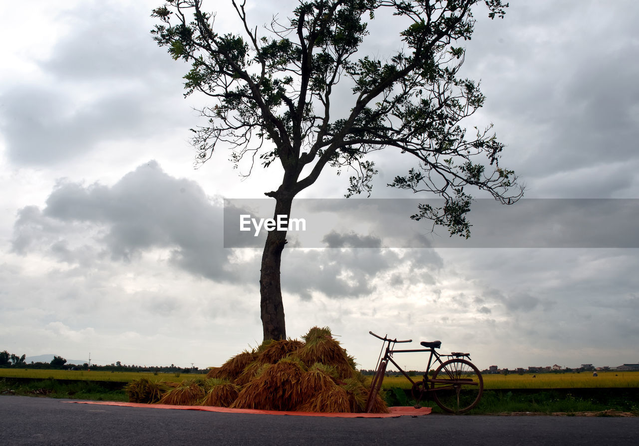 TREE ON FIELD AGAINST SKY