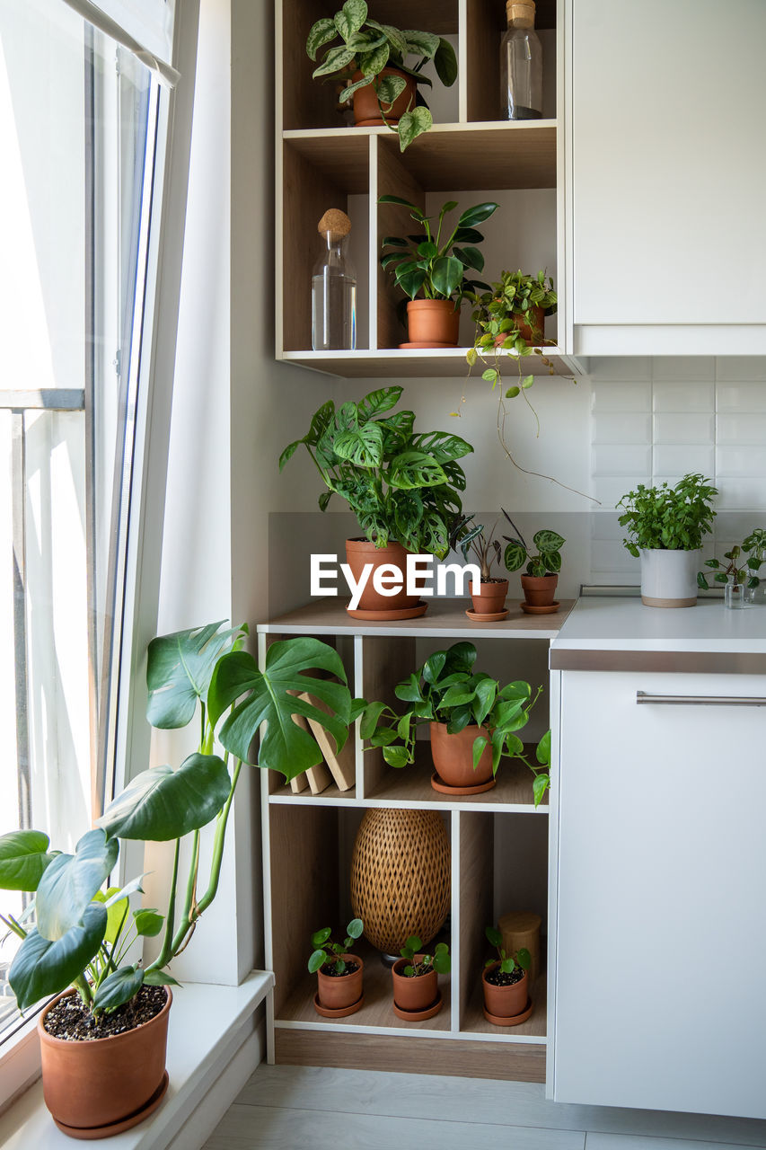 close-up of potted plant on window