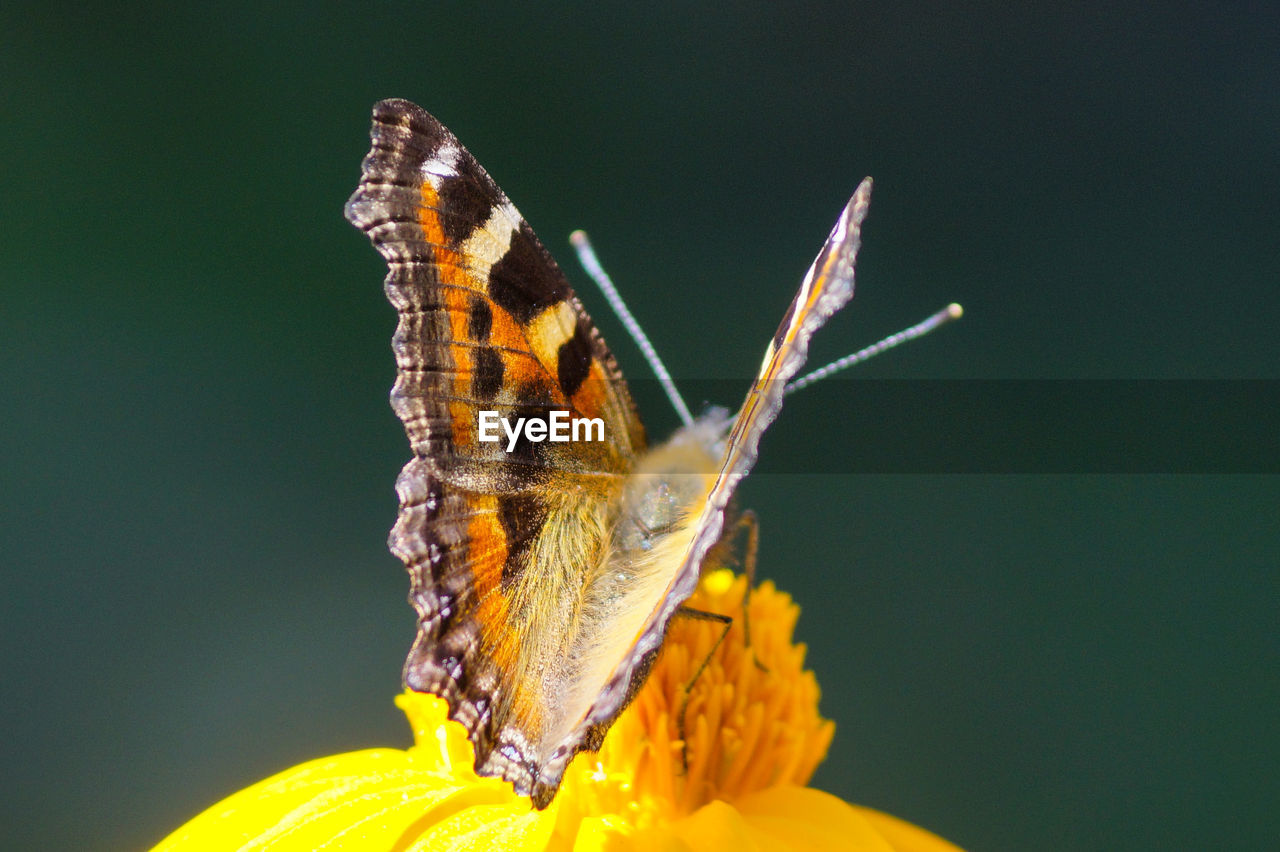 CLOSE-UP OF BUTTERFLY POLLINATING ON YELLOW FLOWER