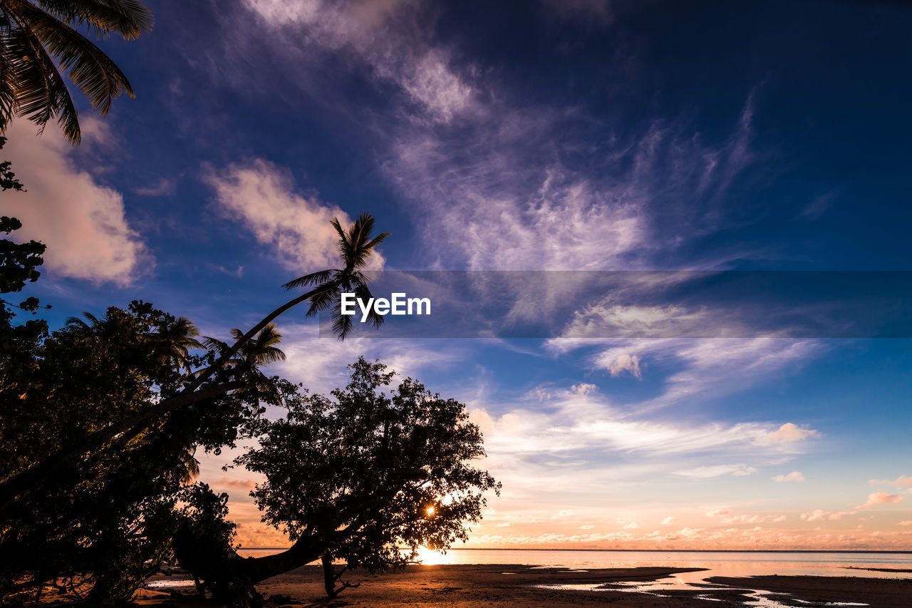 Low angle view of silhouette trees against sky during sunset